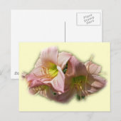 Fancy Roze Daylileuven Briefkaart (Voorkant / Achterkant)