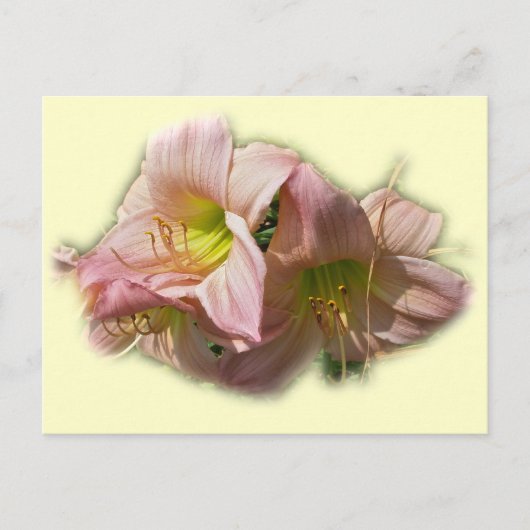 Fancy Roze Daylileuven Briefkaart (Voorkant)