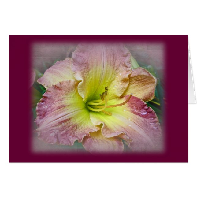 Fancy Roze Daylily Blossom (Voorkant Horizontaal)