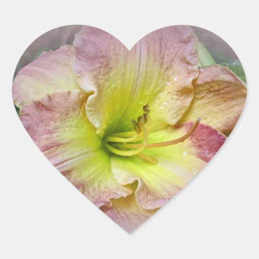 Fancy Roze Daylily Blossom Hart Sticker (Voorkant)