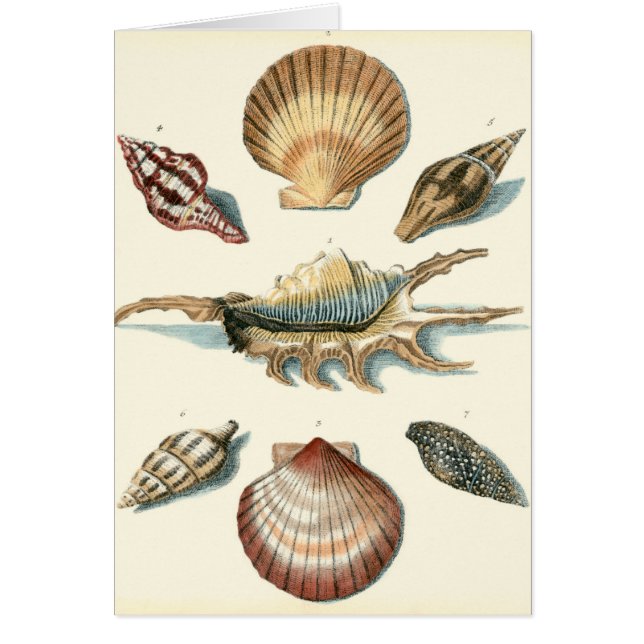 Fancy Shell Beach (Voorkant)