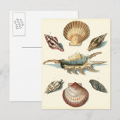 Fancy Shell Beach Briefkaart (Voorkant / Achterkant)