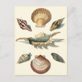 Fancy Shell Beach Briefkaart (Voorkant)