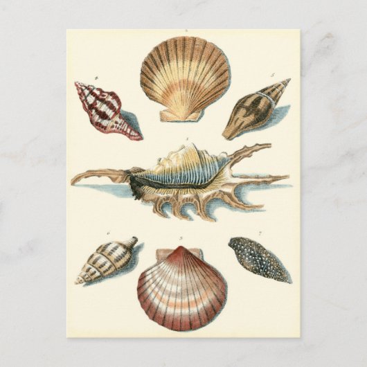 Fancy Shell Beach Briefkaart (Voorkant)