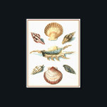 Fancy Shell Beach Canvas Afdruk<br><div class="desc">George Wolfgang Knorr staat bekend om de delicate details en precisie van zijn illustraties van schelpen en zeester. Zijn tekeningen werden beïnvloed door zijn eigen interesse in wetenschap,  een populair onderwerp van zijn tijd.</div>
