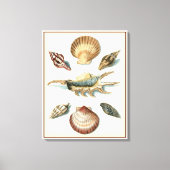 Fancy Shell Beach Canvas Afdruk (Voorkant)