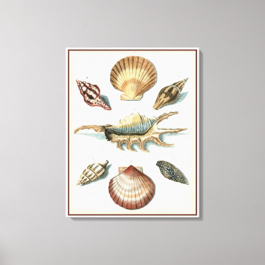 Fancy Shell Beach Canvas Afdruk (Voorkant)