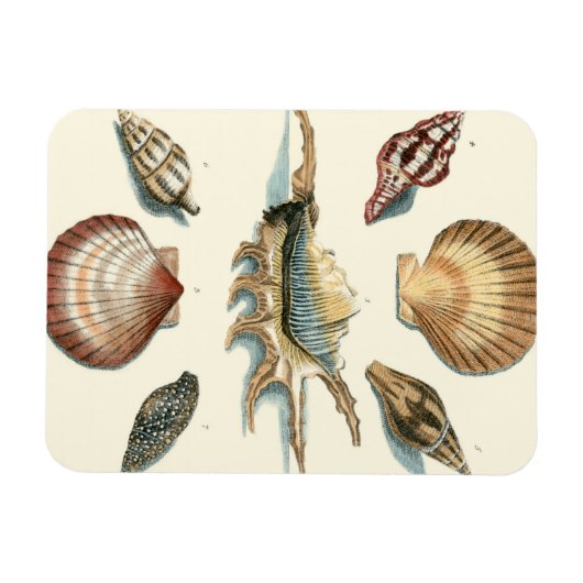 Fancy Shell Beach Magneet (Horizontaal)