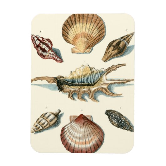 Fancy Shell Beach Magneet (Verticaal)