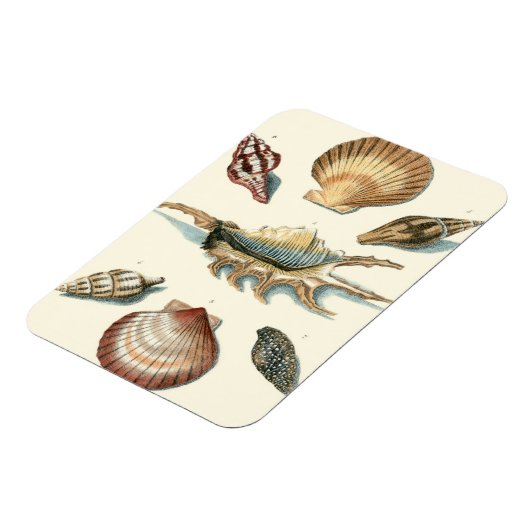 Fancy Shell Beach Magneet (Linkerzijde)