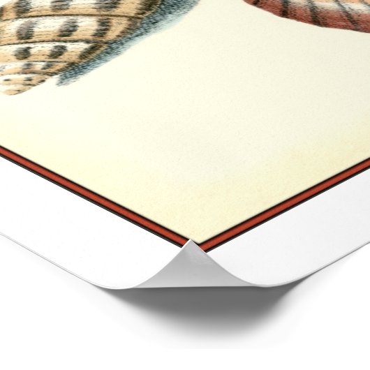 Fancy Shell Beach Poster (Hoek)