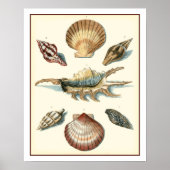 Fancy Shell Beach Poster (Voorkant)