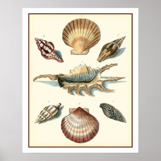Fancy Shell Beach Poster (Voorkant)