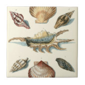 Fancy Shell Beach Tegeltje (Voorkant)