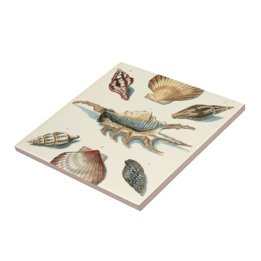 Fancy Shell Beach Tegeltje (Zijkant)