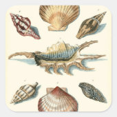 Fancy Shell Beach Vierkante Sticker (Voorkant)
