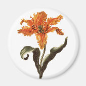  Fancy Sinaasappel Lily in Bloom, tuinbloemen Magneet (Voorkant)