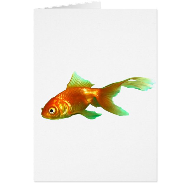 Fancy staart oranda goudvis (Voorkant)