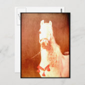 Fancy witte Pony  zigeunerstijl Briefkaart (Voorkant / Achterkant)