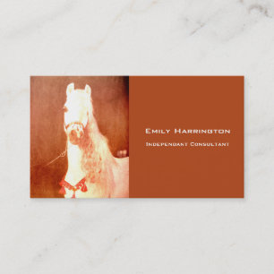 Fancy witte Pony  zigeunerstijl Visitekaartje