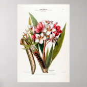  Fanical Frangipani Flore D Amerique Poster (Voorkant)