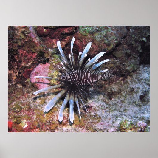 Fanned Out Fins Poster (Voorkant)