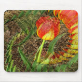 Fanned Tulp....... Muismat (Voorkant)
