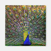 Fanning Peacock Magneet (Voorkant)