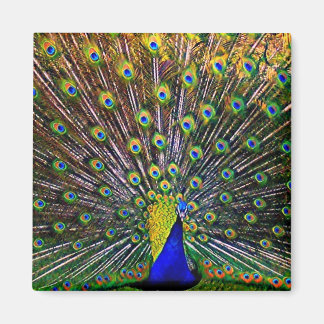 Fanning Peacock Magneet