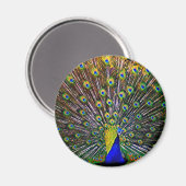 Fanning Peacock - Rond Magneet (Voorkant / Achterkant)