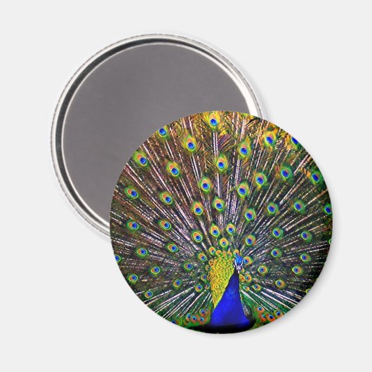 Fanning Peacock - Rond Magneet (Voorkant / Achterkant)