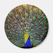 Fanning Peacock - Rond Magneet (Voorkant)