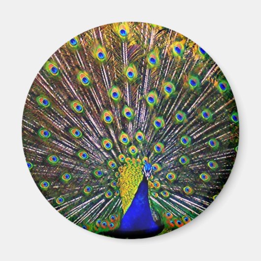 Fanning Peacock - Rond Magneet (Voorkant)