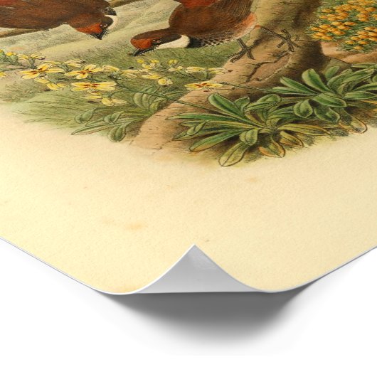 Fantail Flycatcher Bird  Print (Hoek)