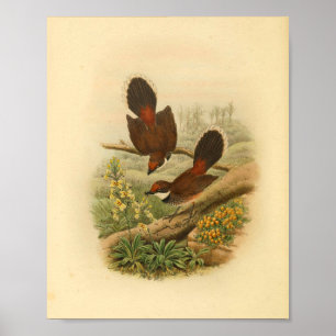 Fantail Flycatcher Bird  Print