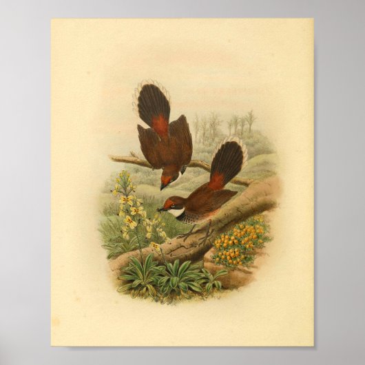 Fantail Flycatcher Bird Print (Voorkant)