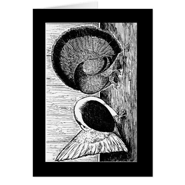 Fantail Pair (Voorkant)