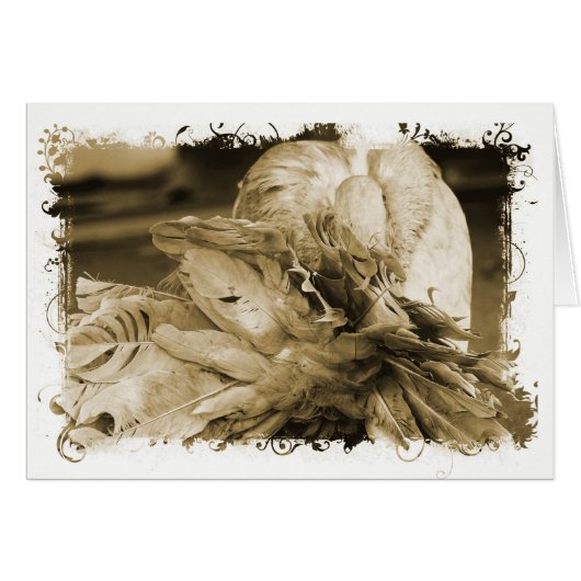 Fantail Pigeon (Voorkant Horizontaal)