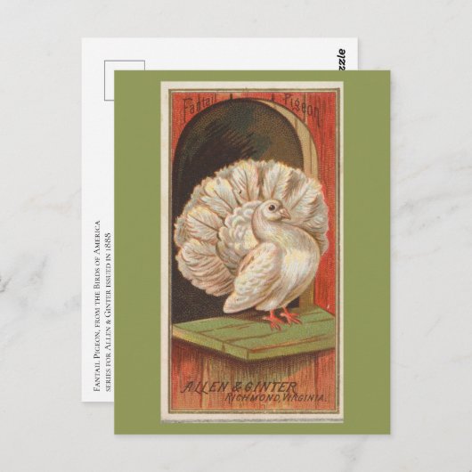 Fantail Pigeon Briefkaart (Voorkant / Achterkant)