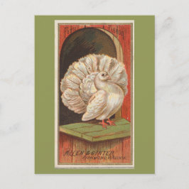 Fantail Pigeon Briefkaart