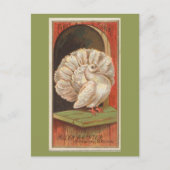 Fantail Pigeon Briefkaart (Voorkant)