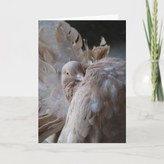 Fantail Pigeon Kaart (Voorkant)