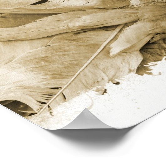 Fantail Pigeon Poster (Hoek)