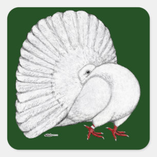 Fantail Pigeon White Vierkante Sticker