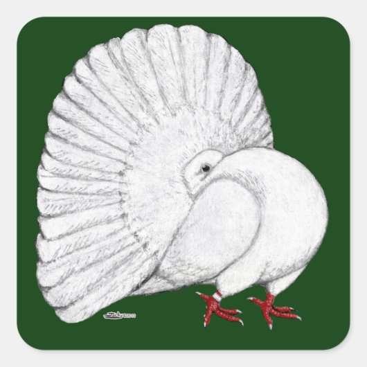 Fantail Pigeon White Vierkante Sticker (Voorkant)