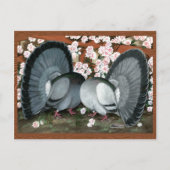 Fantail Pigeons Matched Pair Briefkaart (Voorkant)
