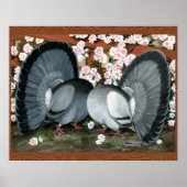 Fantail Pigeons Matched Pair Poster (Voorkant)