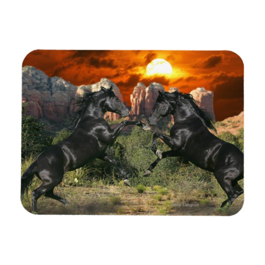 Fantassische paarden: zwarte magische paarden magneet (Horizontaal)