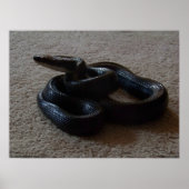 Fantastic Black Snake Geweldige Reptile Poster (Voorkant)
