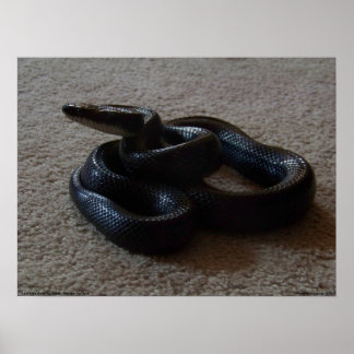 Fantastic Black Snake Geweldige Reptile Poster